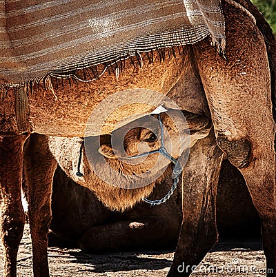 Baby camel