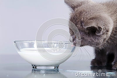 Baby cat gray with milk in glass bowl