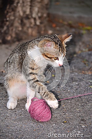 Baby cat playing with wool