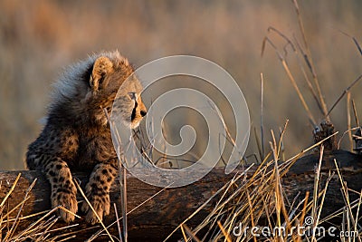 Baby cheetah