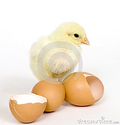 Baby Chick And Brown Eggs Stock Images - Im