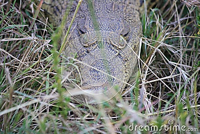 Baby crocodile in the long grass