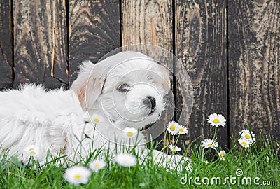Baby dog: Coton de Tulear puppy for animal concepts.