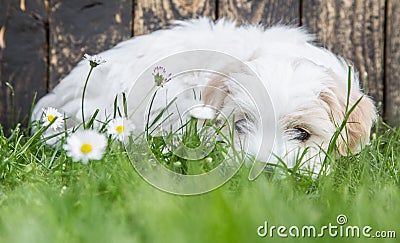 Baby dog: Coton de Tulear - puppy lying relaxed in the green.