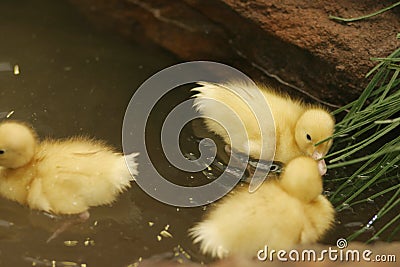 Baby ducks in a pond