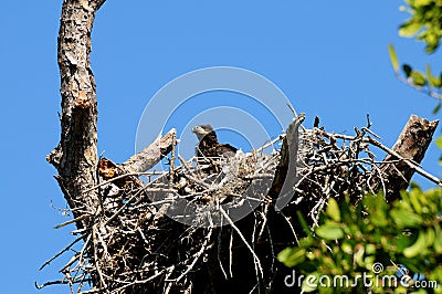 Baby eagle in the nest