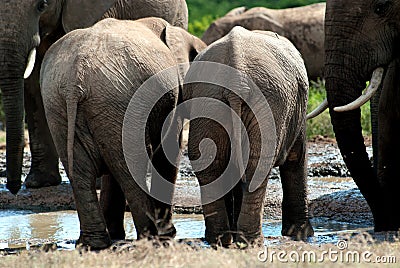 Baby elephant bottoms