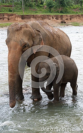 Baby-elephant and mother elephant