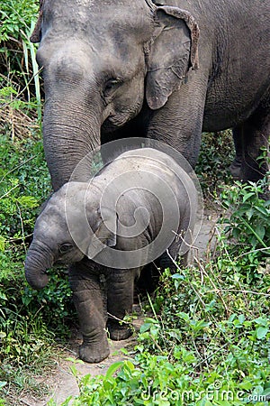 Baby elephant and mother out for a stroll