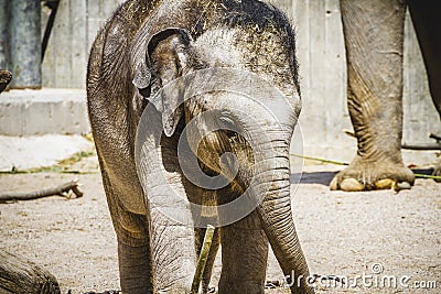 Baby elephant playing with a log of wood