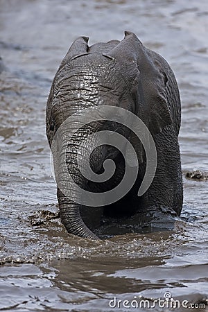 Baby Elephant playing in muddy water
