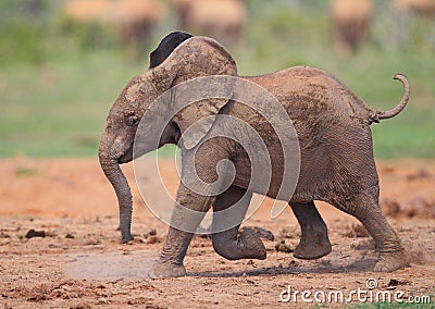Baby Elephant running