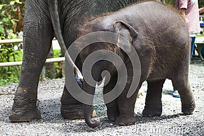 Baby elephant standing between the big legs of her mother