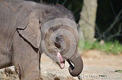 Baby elephant with stick