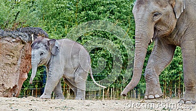 Baby Elephant walking with mommy