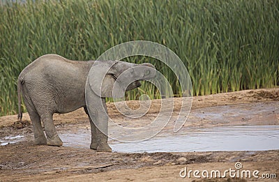 Baby elephant at water hole