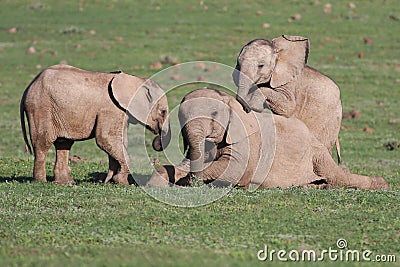 Baby Elephants Playing Games