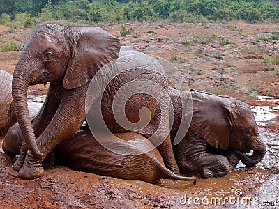 Baby elephants taking a mud bath in Kenya.