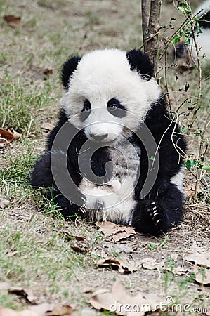 Baby giant panda sitting sleepy
