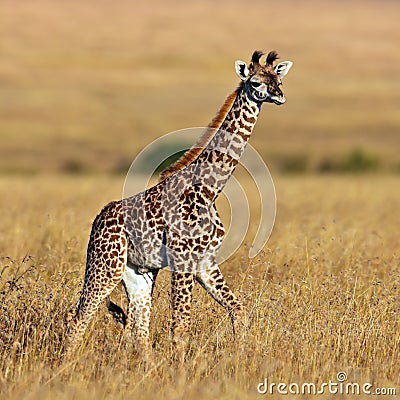 Baby giraffe walk on the savannah at sunset