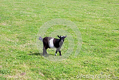 Baby goat in a field