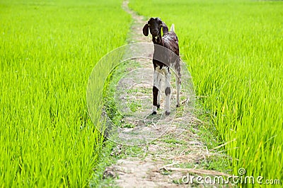 Baby goat at rice field. South India