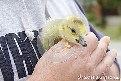 Baby Goose Rescued