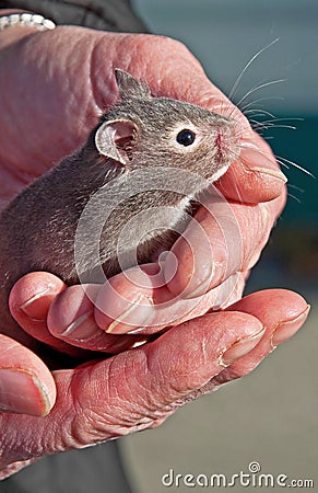 Baby Gray Hamster in Hands