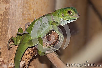 Baby Green Leguan