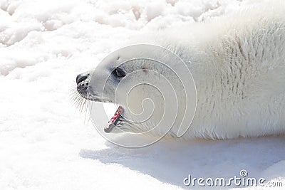 Baby Harp Seal