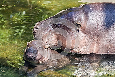 Baby Hippo with Mum
