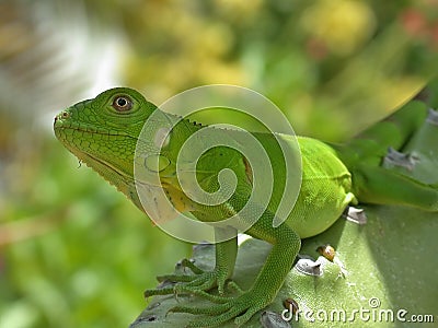 Baby iguana