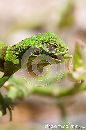 Baby Iguana eating