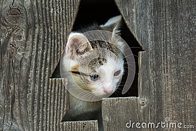 Baby Kitty Cat Portrait