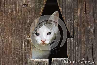 Baby Kitty Cat Portrait