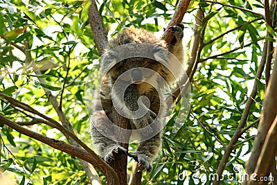 Baby koala sleeping in a tree