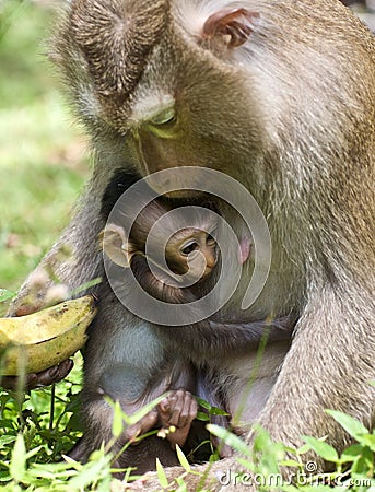Baby Monkey hugs Mom
