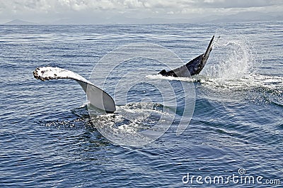 Baby and mother whale