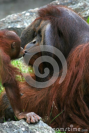 Baby Orangutan Sweet Kiss