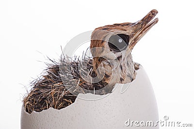Baby Ostrich In Egg Royalty Free Stock Image - Image: 10206906