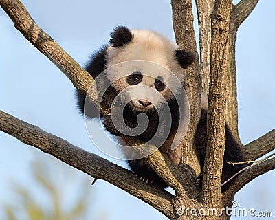 Baby panda climbing tree