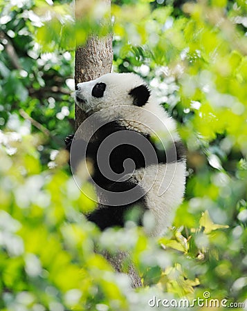 Baby Panda on the tree