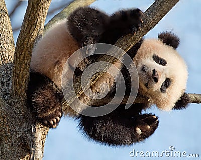 Baby panda in tree