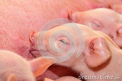 Baby Pigs Feeding with Mother