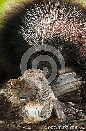 Baby Porcupine (Erethizon dorsatum) Behind Birch Curl