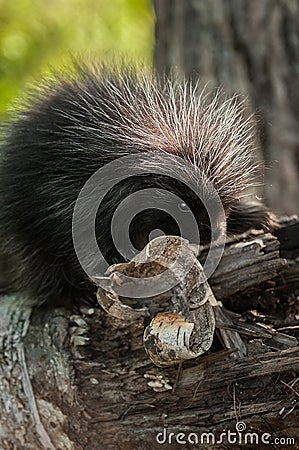 Baby Porcupine (Erethizon dorsatum) with Birch Curl
