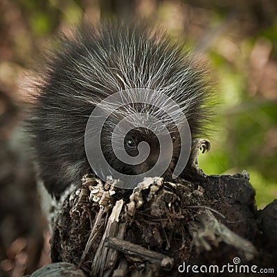Baby Porcupine (Erethizon dorsatum) Sniffs at Branch