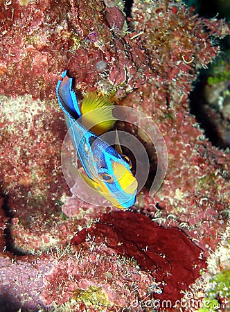 Baby Queen Angel fish