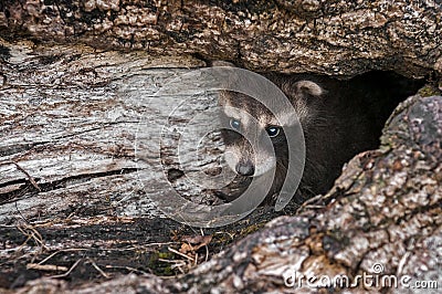 Baby Raccoon (Procyon lotor) Peers Out from Inside Log