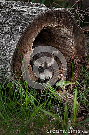 Baby Raccoons (Procyon lotor) Pokes Head out of Fallen Tree